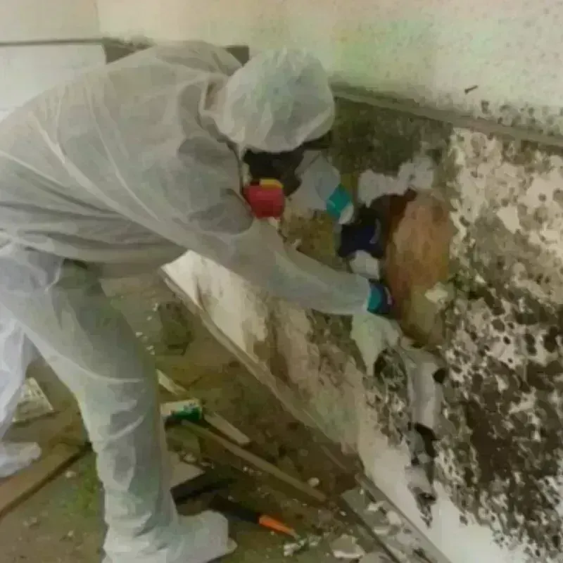 Mold Remediation and Removal in Frederickson, WA